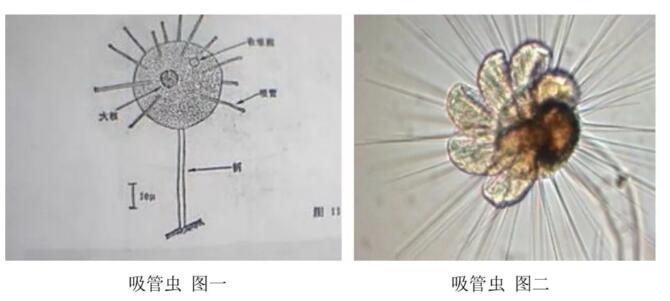 %title插圖%num